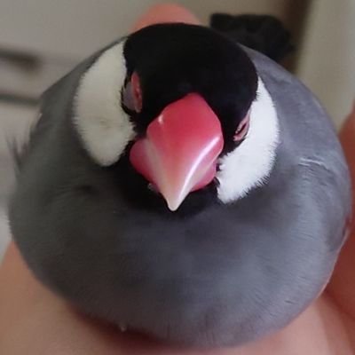 463gaming's profile picture. アークナイツ、Apex、スタレ、遊戯王などのゲーム用アカウントです