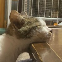 ななまる (@nanamaru_l70) 's Twitter Profile