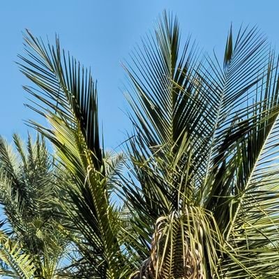 puzzlesland's profile picture. 