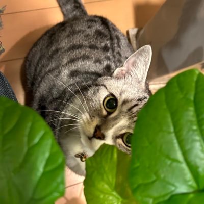 88.🚺東海オンエア、優里、TWICE、RADWIMPS大好きです!猫も大好き。バレー観戦も大好き。カラオケも大好き。ゆーりんち2年生🧡東海オンエア約8年生🤎寄りの📦推し。24.10.13岡崎初上陸!無言フォロー失礼します。専用垢じゃないので幅広く呟きますが、仲良くして頂けると嬉しいです🙇♀️