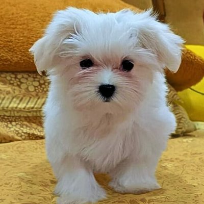 🐾 Celebrating the unique and extraordinary in the dog world! 🐕✨ Sharing videos of the most fascinating, different, and lovable pups. Follow for tail-wagging c