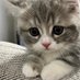 どんぐり&だいきちの猫日記🐾 (@catdiary125926) Twitter profile photo どんぐり&だいきちの猫日記🐾 (@catdiary125926) Twitter profile photo