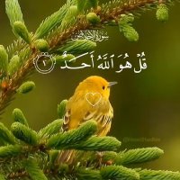 Sania Amir (@saniaaamir31) 's Twitter Profile Photo Sania Amir (@saniaaamir31) 's Twitter Profile Photo