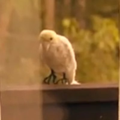 DroseraD's profile picture. 22 | it/they | very gay | culinary student, baking & pastry