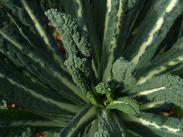 MarysCleanse's profile picture. Our 5-day cleanses include a complete days worth of fresh food: one tasty soup, two delectable smoothies, and three fresh-pressed juices for you to enjoy.