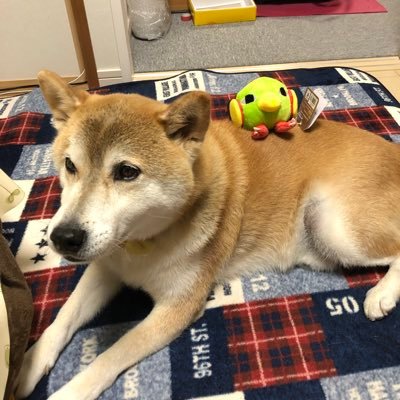 🌈ksk(おふとんのすがた)さんのプロフィール画像