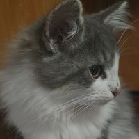 ひよ (@hyo1569) 's Twitter Profile