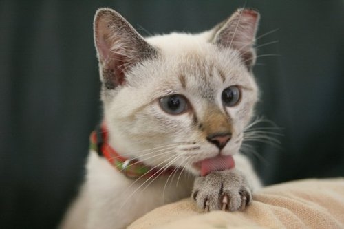 dirty_face's profile picture. teaching teh humans to hunt