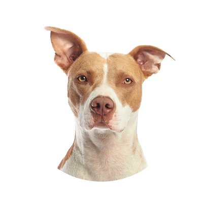 IfaPet3730's profile picture. Welcome to IFA The Pet Parade, where we offer expert advice on everything from dog health and nutrition to training and care for all life stages.