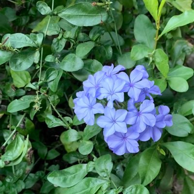 鈴蘭*さんのプロフィール画像