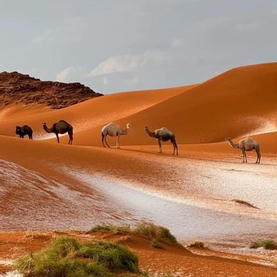 abo__tarq's profile picture. 