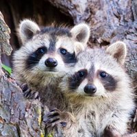 Harruun (@raccoon_t0m) 's Twitter Profile