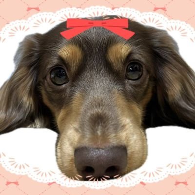 santa7merry2so4's profile picture. チョコタンダックス
そう2022年4月5日
ボルゾイ　メリー2023年9月16日🌈
ワンコ日常を呟いていきます。
無言フォロー失礼します。
飼い主もオスです（笑）