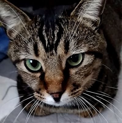 キャンベル