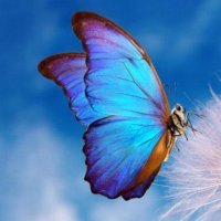 💍紫iLYs🦋 (@christmasrose87) 's Twitter Profile Photo 💍紫iLYs🦋 (@christmasrose87) 's Twitter Profile Photo