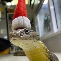 Sssssend it (@crypto_footie) 's Twitter Profile Photo Sssssend it (@crypto_footie) 's Twitter Profile Photo