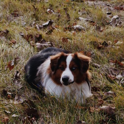 DWBPatriot's profile picture. Pureblood, WWG1WGA, MAGA, Dogs, Mountains and Boats make me happy…..liberals make me sick, been around too long for their shit. Trump Train. porn = block. no dm