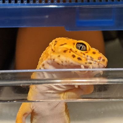 チョコでできています(*´﹃`*)
レオパとニシアフとクレスを愛でてやまない、日々、雑用係として生きてます(๑´・_・`๑)
女風ユーザー🔰スイッチャー✨