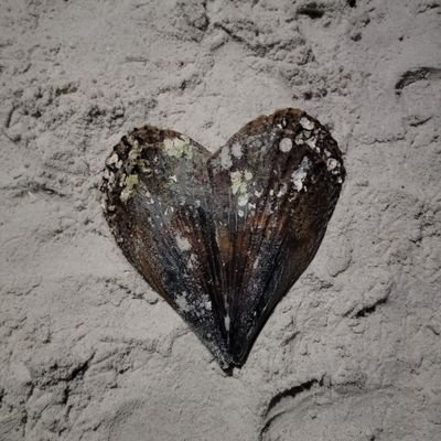 KJTOWN24's profile picture. God, Family, Country🇺🇲
GenX homeschooling mom
MAGA Patriot🦅