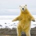 Polar Bear (@polar05bear) Twitter profile photo Polar Bear (@polar05bear) Twitter profile photo
