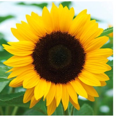 saneladydiary's profile picture. Wife. Mom of 3. Nurse. Teacher. Republican. Middle class. Level headed and sharing alllllll of my opinions.