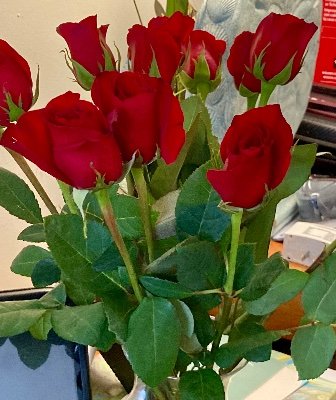 BobbiPitz's profile picture. 