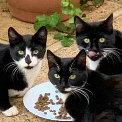 Ppdstar12's profile picture. 