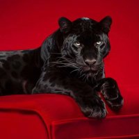 Lav. (@lav_astrology) Twitter profile photo