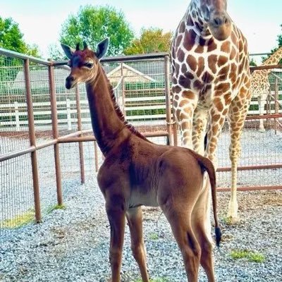 GiraffeJournal's profile picture. 