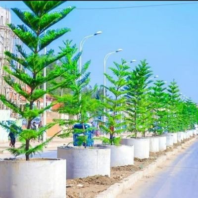 JigjigaSan's profile picture. Let us go green to get our City clean