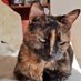Willow (@soflufwhf1h42) Twitter profile photo Willow (@soflufwhf1h42) Twitter profile photo