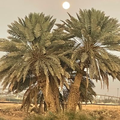 bahjjaj's profile picture. انسان بالفطره 
ولله الحمد