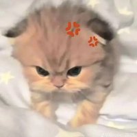 muka mu ky aspal (@bebeqhytam) 's Twitter Profile Photo