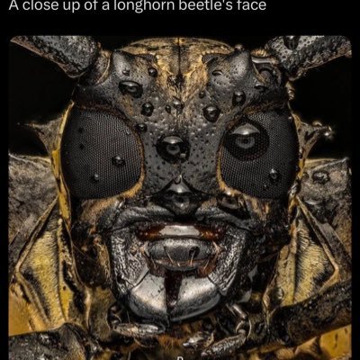 Squanchoh's profile picture. 👽