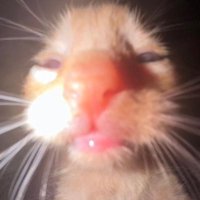 lord of the oven (@ibitehumans8) 's Twitter Profile