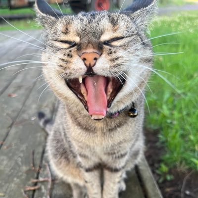PhD researcher-to-be in Literature (Uni of Jyväskylä) | Posthumanism, feminism, and East Asian studies | Living in a Swedish forest with three cats.