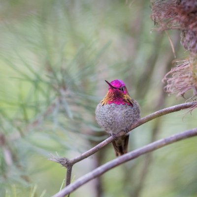 mjsutterer's profile picture. Placeholder. See you on the butterfly site.