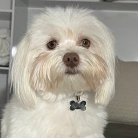 Isa (@isabellecamposp) 's Twitter Profile