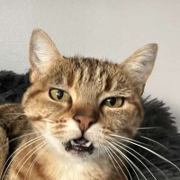 🐈🐈⬛ (@mathookee) 's Twitter Profile