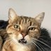🐈🐈⬛ (@mathookee) Twitter profile photo 🐈🐈⬛ (@mathookee) Twitter profile photo