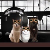 KAL #RIP Mr Tibbs๐ (@3coolkatz) 's Twitter Profile