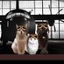 KAL #RIP Mr Tibbs🌈 (@3coolkatz) Twitter profile photo KAL #RIP Mr Tibbs🌈 (@3coolkatz) Twitter profile photo