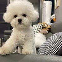 なくすことのかつて (@bontar_) 's Twitter Profile