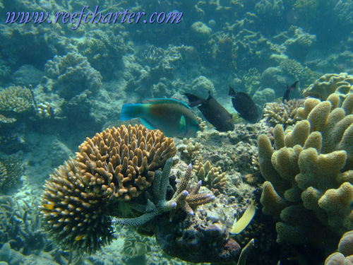 AnchorSanPedro's profile picture. 2 beautiful 1br units available for vacation rental in exotic San Pedro, Ambergris Caye, Belize. Steps to the water. Always at a reasonable rate!