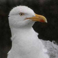 Niels van Pelt (@nielsvanpelt) 's Twitter Profile Photo Niels van Pelt (@nielsvanpelt) 's Twitter Profile Photo