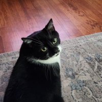 Michele (@michelec333) 's Twitter Profile
