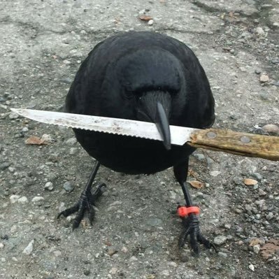 maximus_cronos_'s profile picture. @crow_with_knife 🐦⬛🔪 $CAW