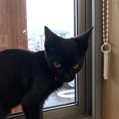 アーセナルと猫とロータスエリーゼをこよなく愛する家族グーナー。長女(ねこ)長男(ねこ)次男(にんげん)次女(にんげん)三男(ねこ)#Arsenal #Gooner #ロータスエリーゼ #エリーゼR #水戸ホーリーホック