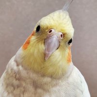 ちっちょぽ (@chicchopo) 's Twitter Profile Photo ちっちょぽ (@chicchopo) 's Twitter Profile Photo