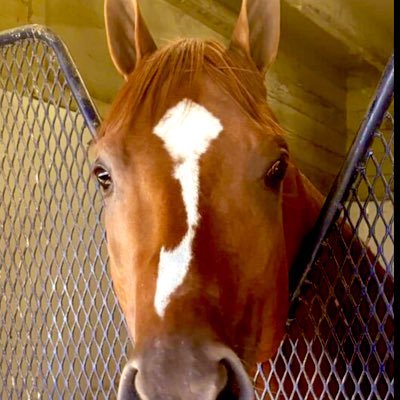 Saratogagirl444's profile picture. #BeBest, #SaveTheChildren 🐎 #TheBestIsYetToCome #PeaceIsThePrize. #PatriotForAmerica #RandomActsOfKindness PLEASE NO DMs. All posts are In my humble opinion.